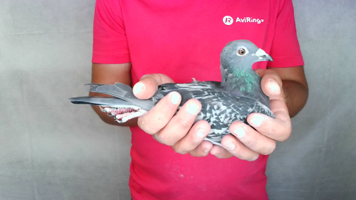 Pigeon image