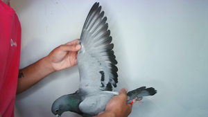 Pigeon image