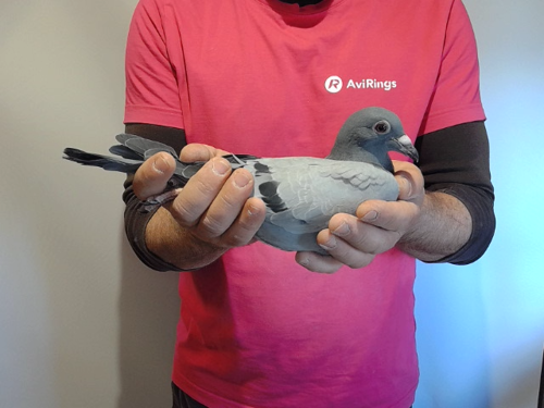 Pigeon image