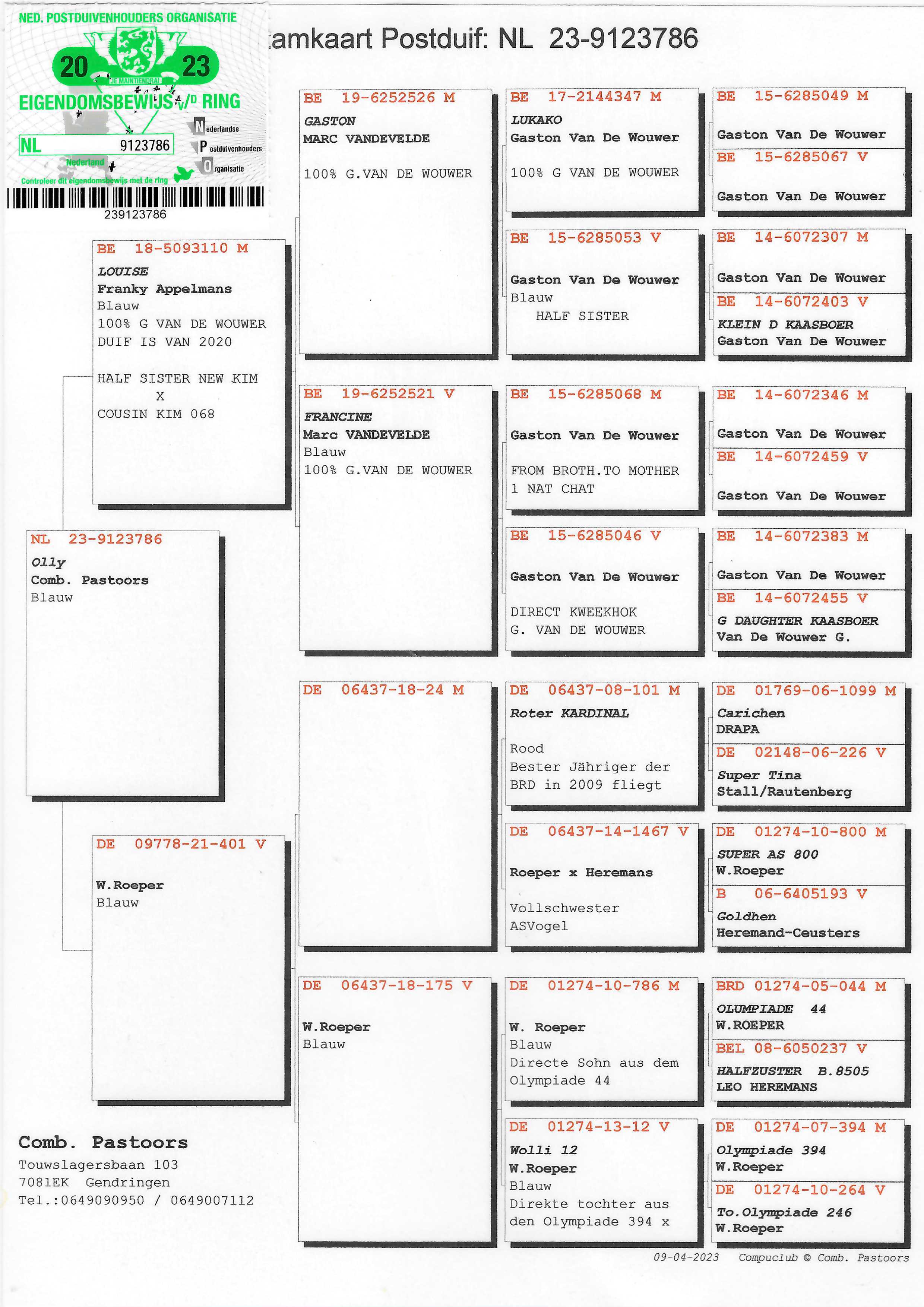 Pigeon pedigree image