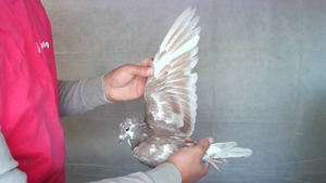 Pigeon image