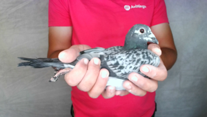 Pigeon image