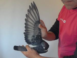 Pigeon image
