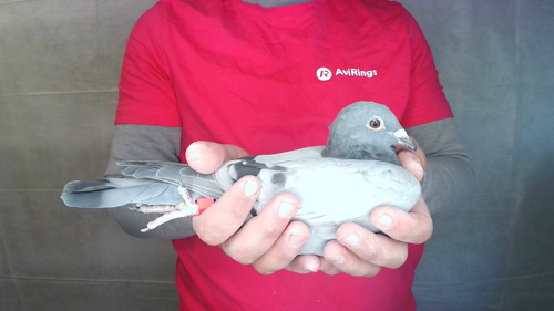 Pigeon image