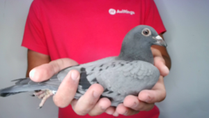 Pigeon image