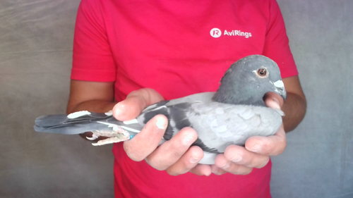 Pigeon image