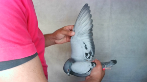 Pigeon image