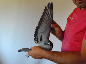 Pigeon image