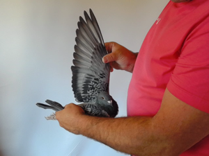 Pigeon image