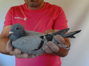 Pigeon image