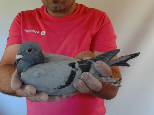 Pigeon image