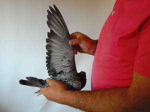 Pigeon image