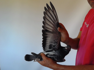 Pigeon image