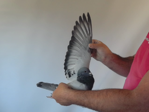 Pigeon image