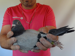 Pigeon image