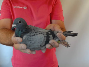 Pigeon image