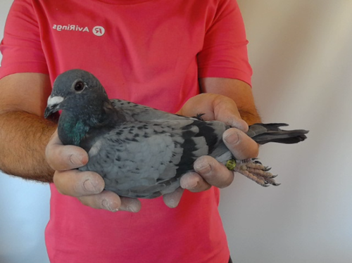 Pigeon image