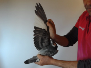 Pigeon image