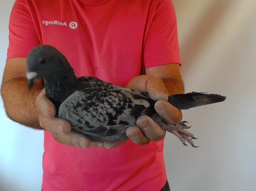 Pigeon image