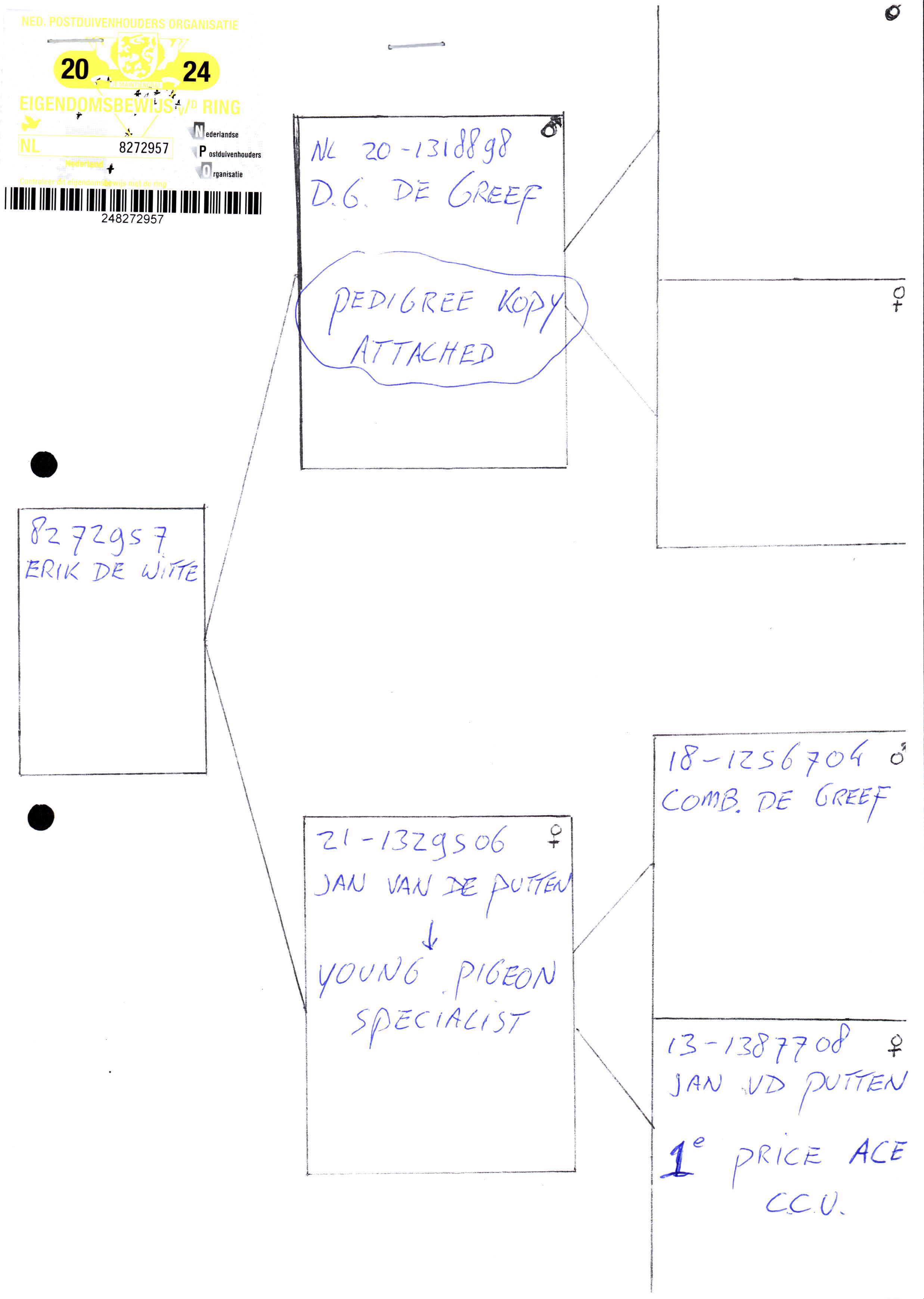 Pigeon pedigree image
