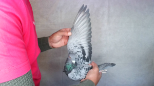 Pigeon image
