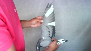 Pigeon image
