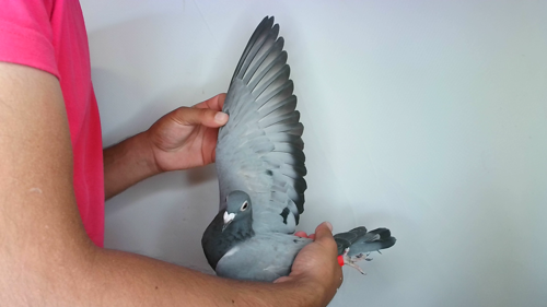 Pigeon image