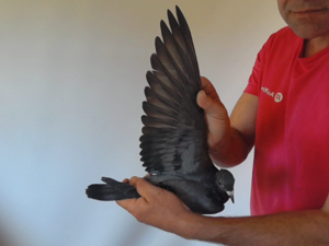 Pigeon image