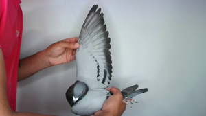 Pigeon image