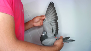 Pigeon image