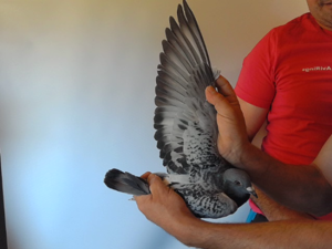 Pigeon image