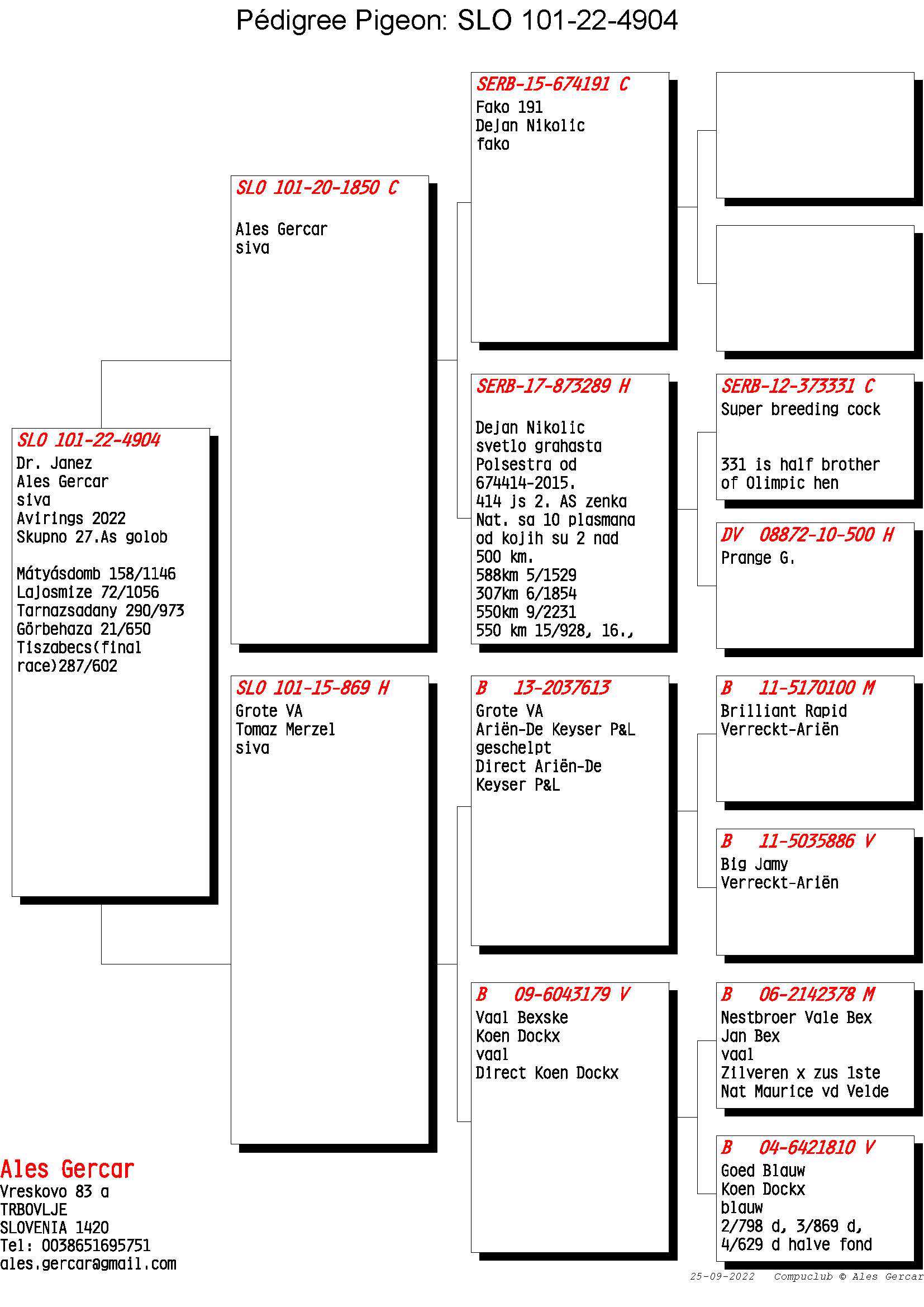 Pigeon pedigree image