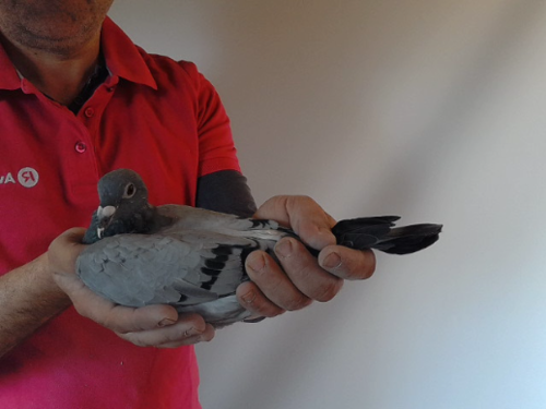 Pigeon image