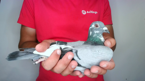 Pigeon image