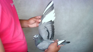 Pigeon image