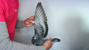 Pigeon image