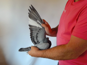 Pigeon image