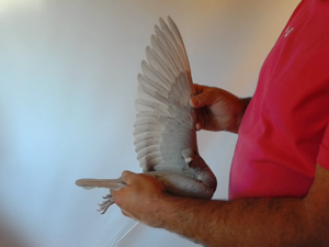 Pigeon image