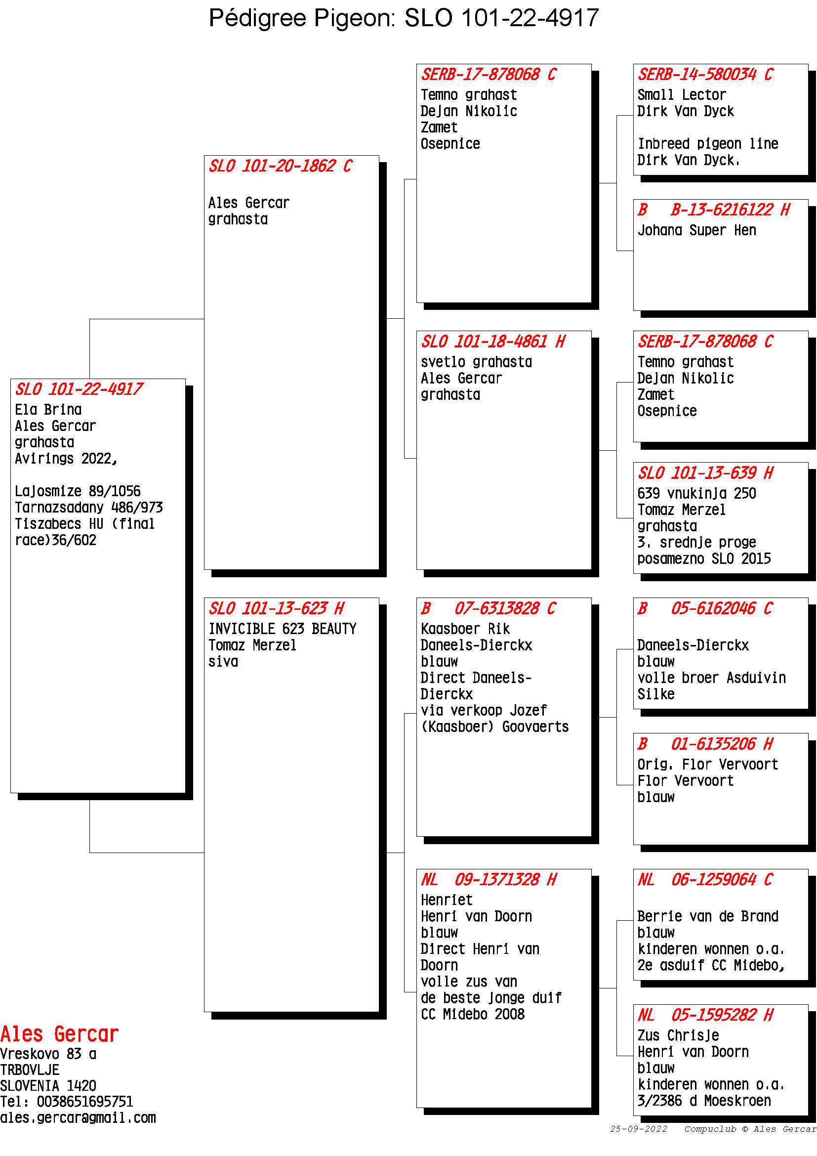 Pigeon pedigree image