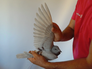 Pigeon image