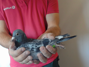 Pigeon image
