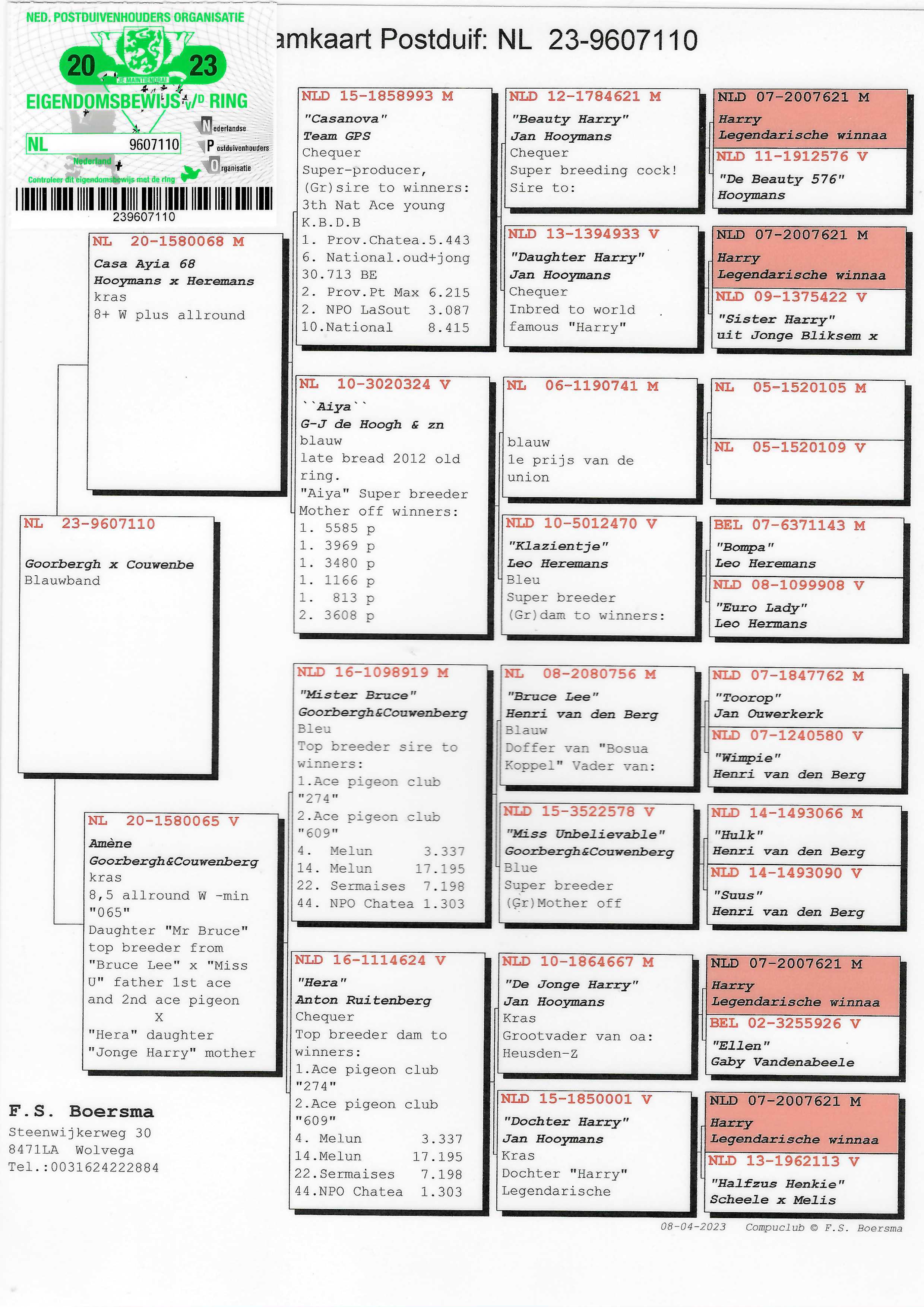 Pigeon pedigree image