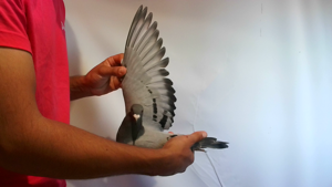 Pigeon image