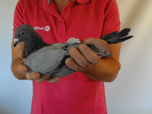 Pigeon image
