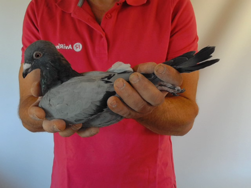Pigeon image
