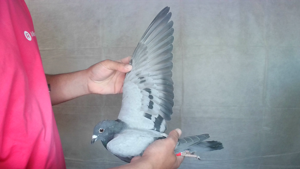 Pigeon image
