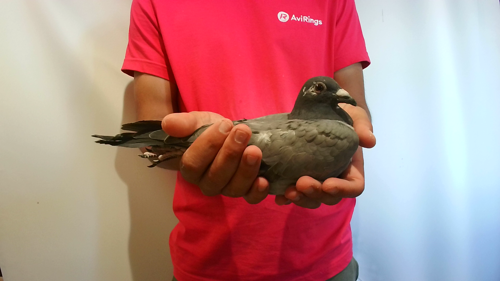 Pigeon image