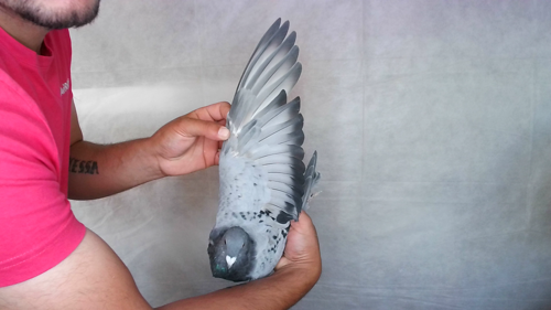 Pigeon image