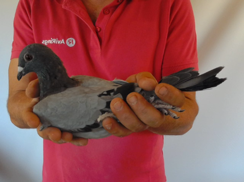 Pigeon image