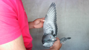 Pigeon image
